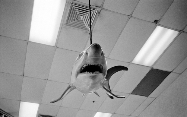 Katie Kline Galveston Shark