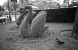 keenleysideanimals keenleysideanimals