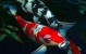 koi-fish koi-fish