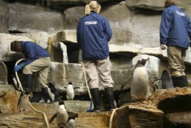 penguins